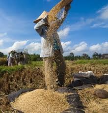 Winnowing Wheat